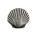 Sea Shell