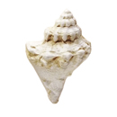 1.5" Conch Shell Knob - Weathered White